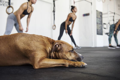 Dog lying while athletes exercising in crossfit gym