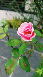 Close-up of pink rose