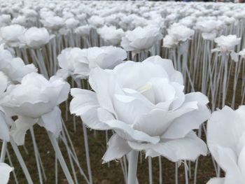 Close-up of snow on white flower in winter