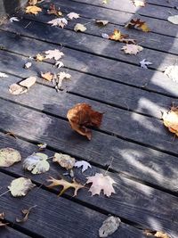 High angle view of maple leaves fallen on wood