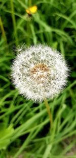 Close-up of dandelion flower on field