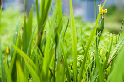 Close-up of fresh green plants on field