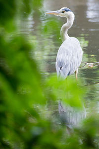 Gray heron in lake