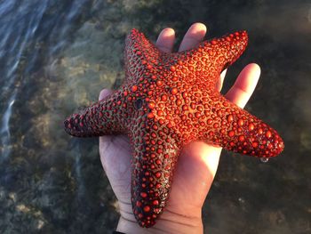 Close-up of cropped hand holding dead starfish at beach