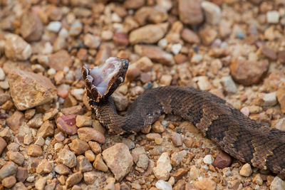 Viper amidst stones on field