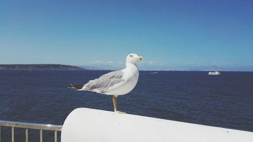 Seagull perching on shore against clear sky