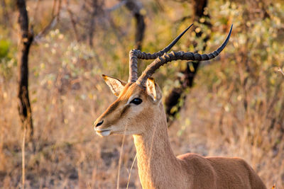 Deer looking away on field