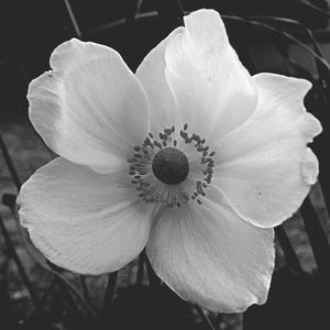 Close-up of pink flower blooming in garden