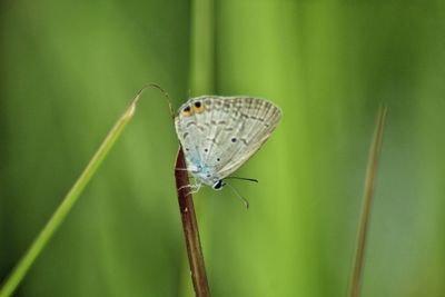 Butterfly on leaf