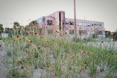 Plants growing on field