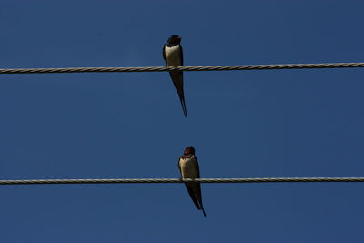 Low angle view of bird perching on cable against clear sky