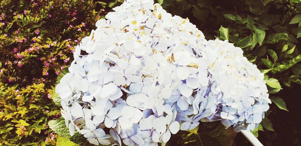 HIGH ANGLE VIEW OF WHITE HYDRANGEA FLOWERS ON PLANT