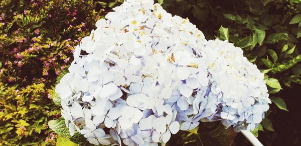 High angle view of white flowering plants