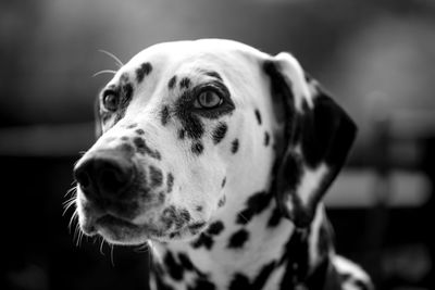 Close-up of a dog looking away