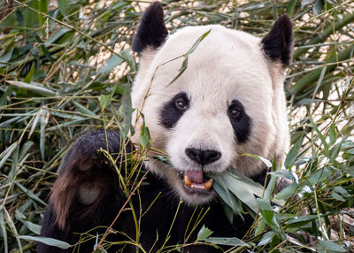 Close-up of animal eating plants