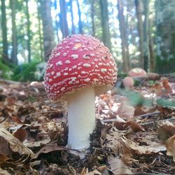 Close-up of mushroom growing in forest