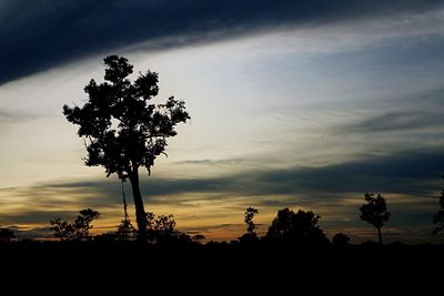 Low angle view of silhouette tree against sky