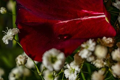 Close-up of red flowering plant