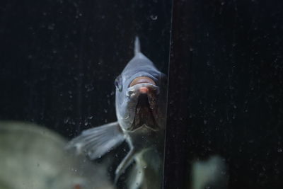 Portrait of fish swimming in sea