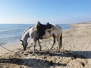 Horse standing on beach