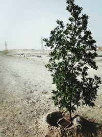 Tree on beach against clear sky