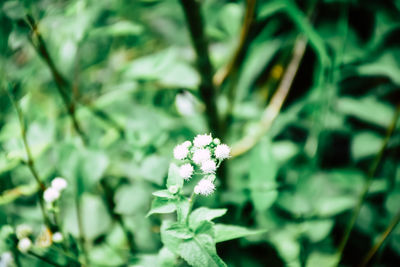 Close-up of flower blooming outdoors