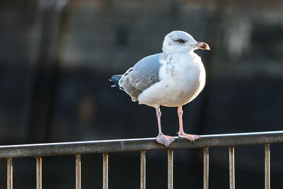 Close-up of seagull perching on railing