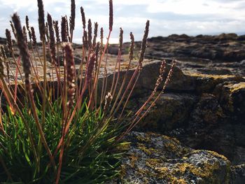 Close-up of plants against sky