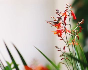 Close-up of red flowering plant