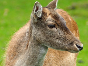 Close-up of deer looking away on field