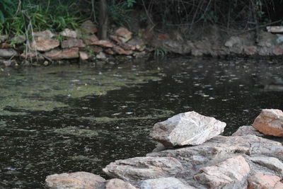Close-up of rocks in water
