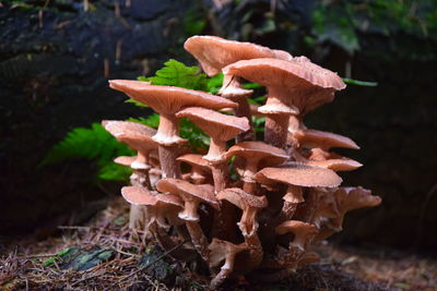 Mushrooms growing at forest