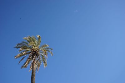 Low angle view of trees against clear blue sky