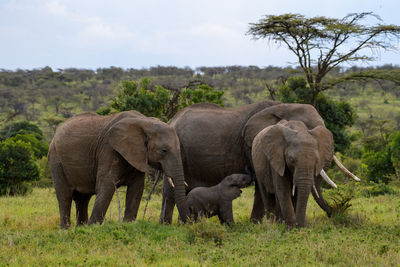 Elephants on field