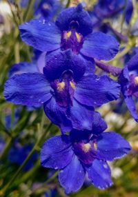 Close-up of purple iris flower