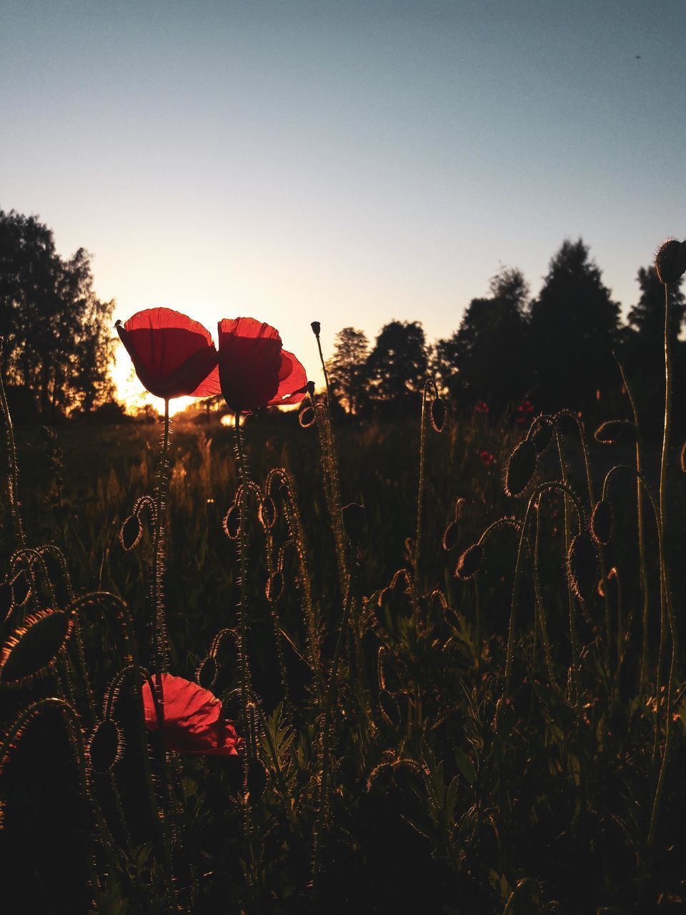 RED BALLOONS ON FIELD BY TREES AGAINST SKY