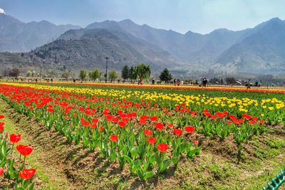 Scenic view of flowering plants on field against mountains