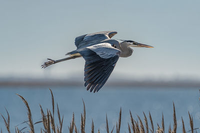 bird