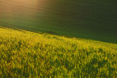 Scenic view of agricultural field