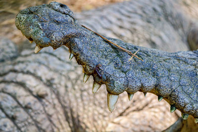 Close-up of animal skull