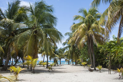 Palm trees on beach against sky