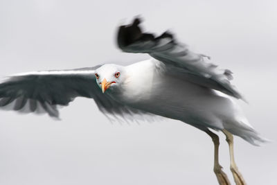 Low angle view of seagull flying