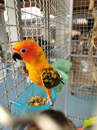 Close-up of parrot perching in cage