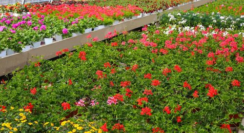 Red flowering plants