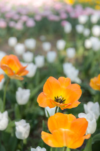 Close-up of orange flowering plant