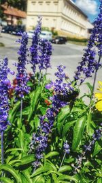 Close-up of purple flowering plants