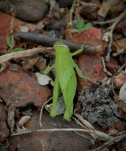 Close-up of lizard