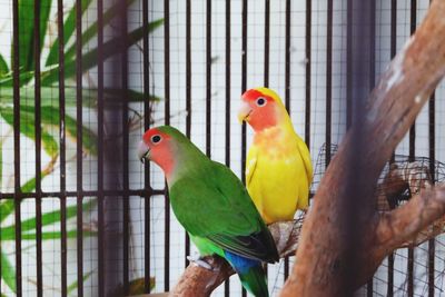 Close-up of parrot in cage