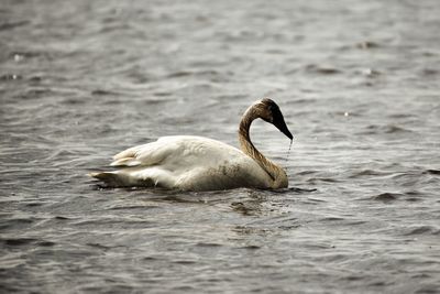 Swan swimming in lake