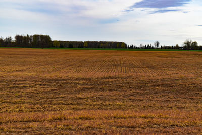 Scenic view of field against sky